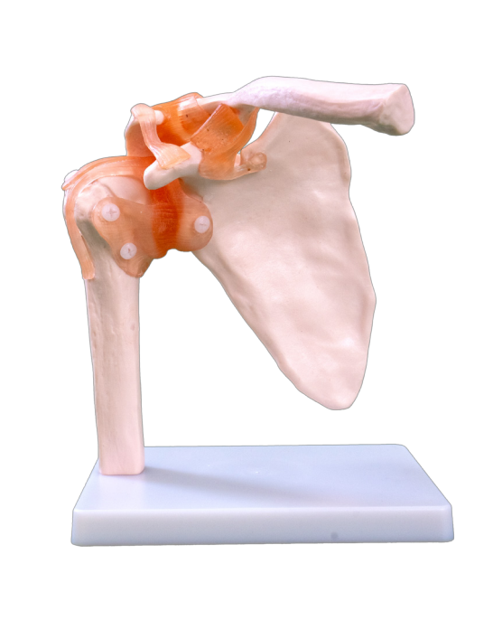 Natural large shoulder joint model