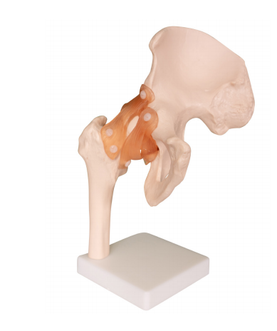 Natural large hip joint model