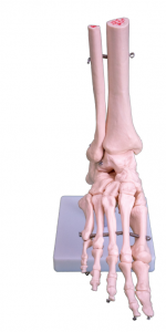 Modeli natyral i kyçit të këmbës së madhe