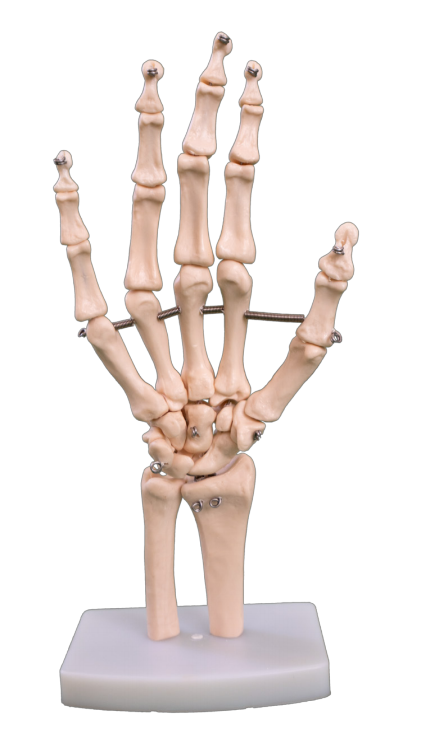 Natural large hand joint model
