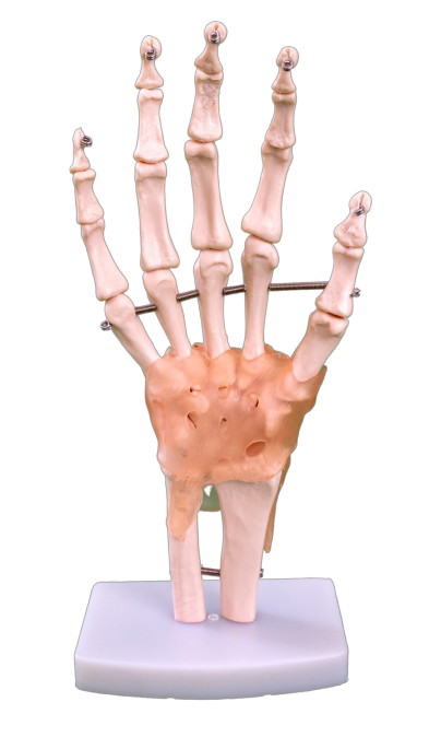 Natural large hand joint band ligament model