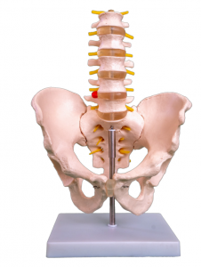 ナチュラルラージ骨盤ベルト5分割腰椎モデル