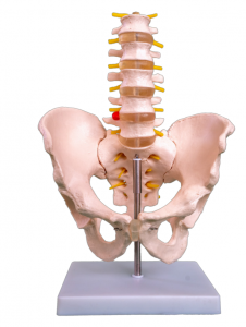 Natural na malaking pelvic belt na limang-segment na modelo ng lumbar