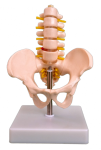 Cintura pelvica petite modellu lumbar di cinque segmenti