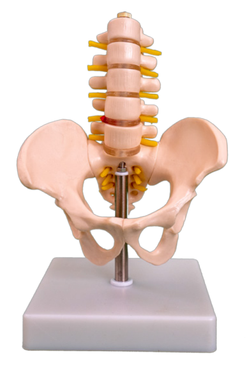 Small pelvic belt five-segment lumbar model