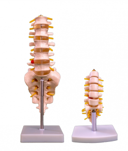 Model anatomi vertebra lumbar manusia dengan vertebra ekor