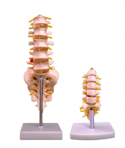 Quyruq fəqərəsi olan insan bel fəqərəsinin anatomik modeli