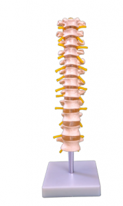Skeletal anatomy model of human thoracic vertebrae