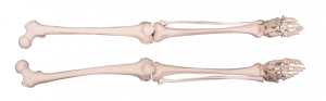 Anatomical model of natural large lower limb skeleton