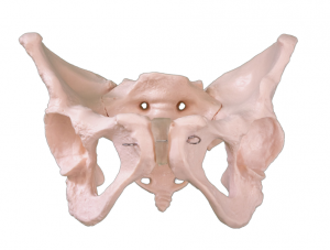 Model anatomiczny szkieletu miednicy męskiej do celów dydaktycznych