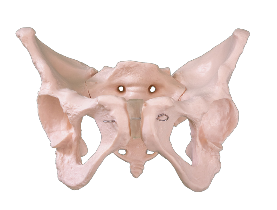 Anatomski model moškega medeničnega skeleta za poučevanje