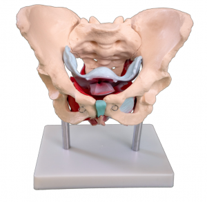 Modelo ng babaeng pelvis at pelvic floor muscles