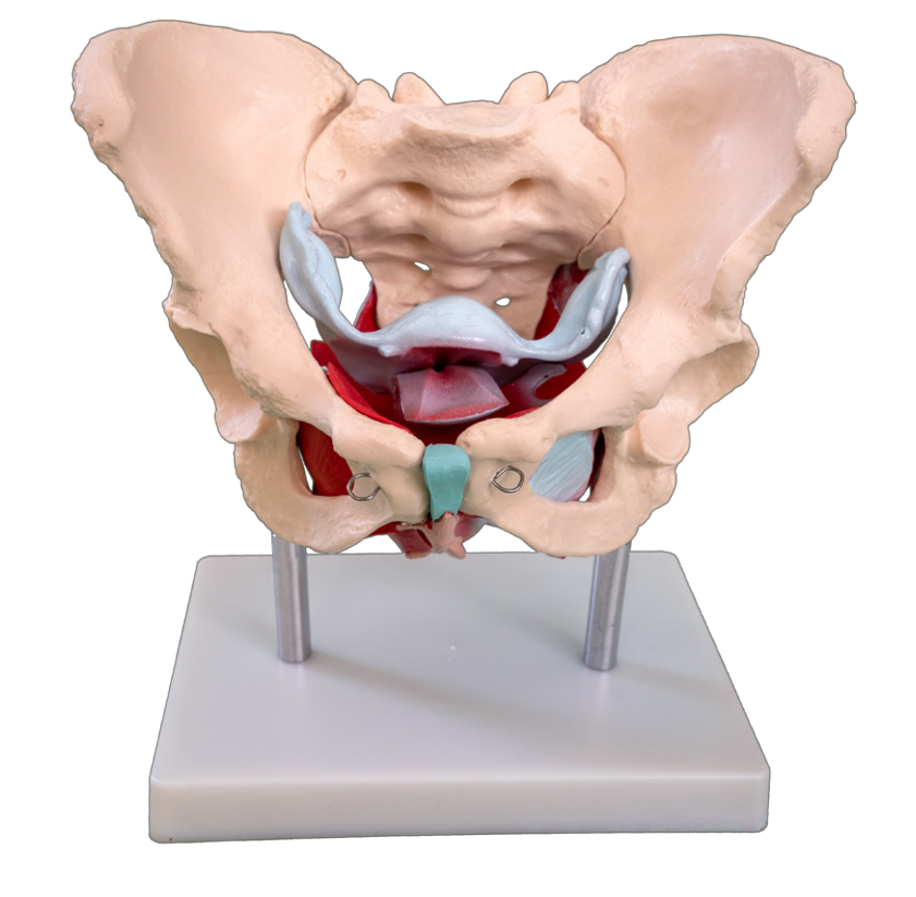 Model of female pelvis and pelvic floor muscles