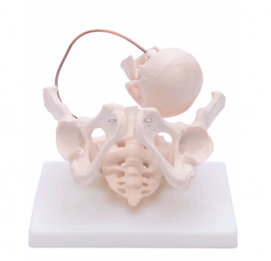 Midwifery demonstration of pelvic bone model