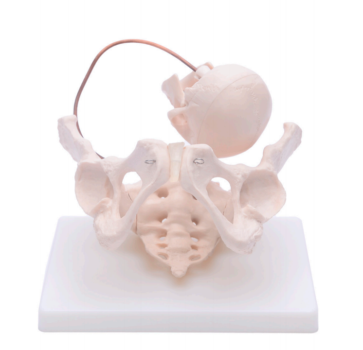 助産師による骨盤骨モデルのデモンストレーション