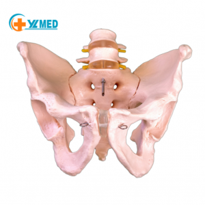 Natural large pelvic belt two-segment lumbar spine model