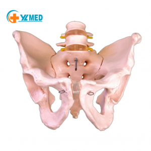 Imodeli ye-pelvic enkulu yemvelo enezingxenye ezimbili ze-lumbar spine