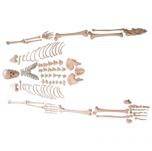 Educational Model,Human Skeleton 219 Pieces Scattered Bone Model of 170CM Male Adult Skeleton Specimen Model for Science,Human Body Whole Body Bone (170CM)