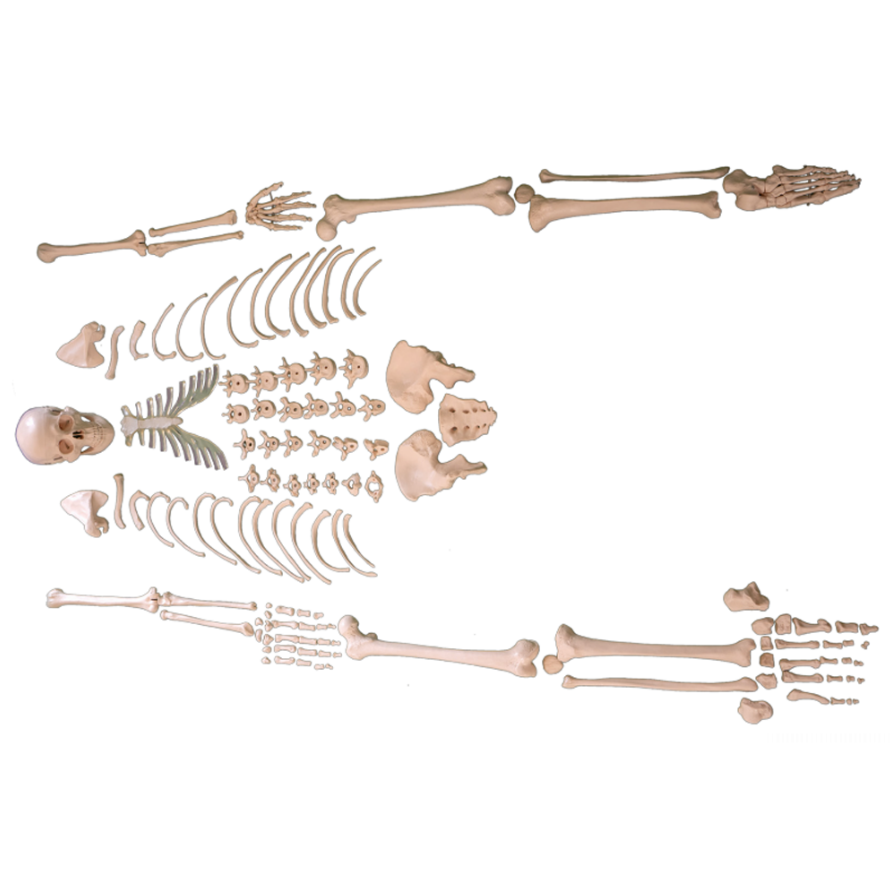 Vzdělávací model, model lidské kostry o 219 kusech modelu rozptýlené kosti 170CM modelu mužské dospělé kostry pro vědu, kosti celého těla lidského těla (170 cm)