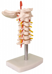 Model tulang belakang serviks dengan arteri karotid