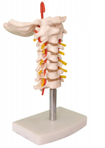 Exemplar spinae ceruicis cum arteria carotidis