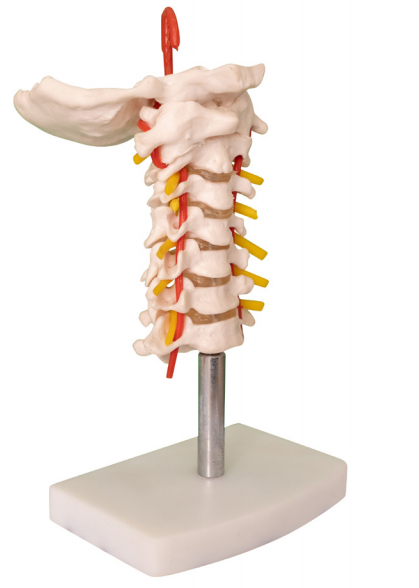 Model of cervical spine with carotid artery