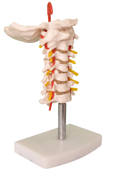 Model van de cervicale wervelkolom met halsslagader