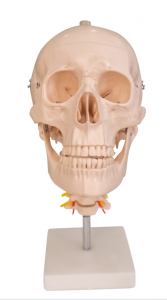 Skull with cervical spine model