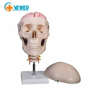 Lebka s 8-dielnym modelom mozgu a krčnej chrbtice