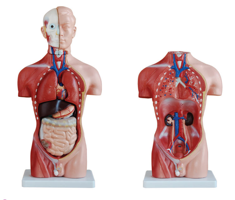 Tretton modeller av en 42cm manlig torso gjordes