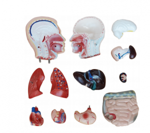 Tretton modeller av en 42cm manlig torso gjordes