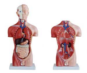 Medical education 42CM male torso model 13 pieces