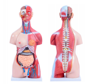 30 modelos de torso musculoso de ambos sexos, 85CM
