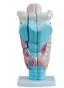 An anatomical model of the larynx