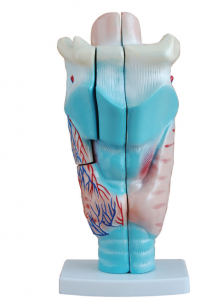 Imodeli ye-anatomical ye-larynx