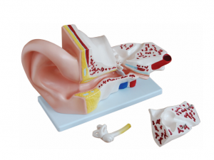 Anatomical model of the big ear