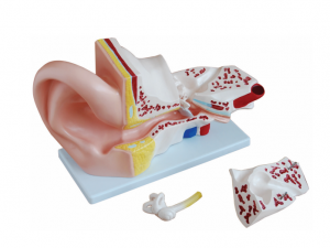 Imodeli ye-anatomical yendlebe enkulu