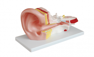 मध्य कान को शारीरिक मोडेल
