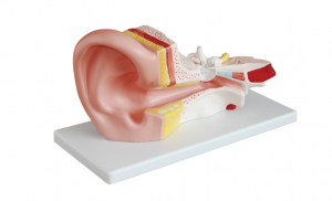 Anatomisk model af mellemøret