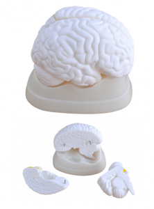 White human brain anatomy model for medical teaching