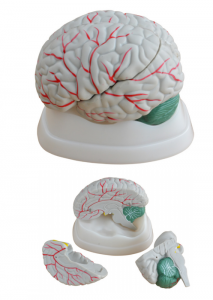 A new model of brain anatomy in medical teaching