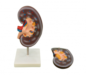 2 renal anatomical models