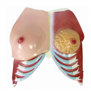 Breast anatomical model (1 part)