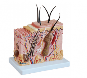 Medium sized nga skin magnification model