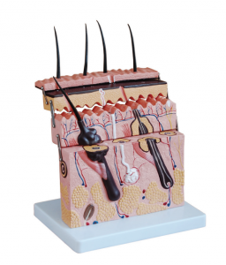 Модель раздела кожи