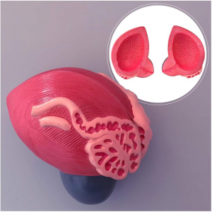 Enlarging human bladder model for medical teaching