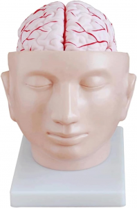 דגם של ראש אדם עם עורק מוחי בהוראה רפואית