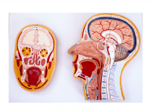 Models of sagittal and frontal sections of the head