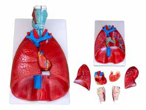 Lidské anatomické modely hrtanu, srdce a plic