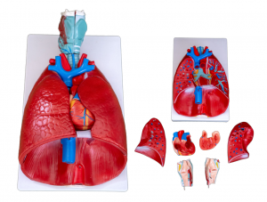 Človeški anatomski modeli grla, srca in pljuč